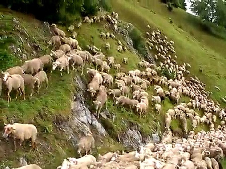 brebis à Villaroger
