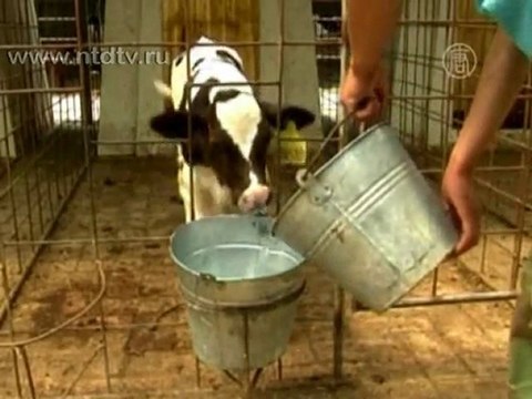 Эксперты: китайское молоко – самое некачественное