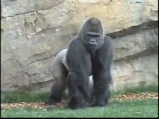 “Mambie” - Gorilla @ Bioparc Valencia