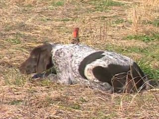 AV KÖPEĞİ EĞİTİM Videosu Durustavci.com