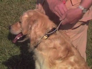 AV KÖPEĞİ EĞİTİM VİDEOSU2 Durustavci.com