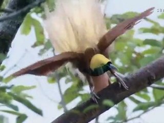 Planète Terre - 01l11 - D'un pôle à l'autre