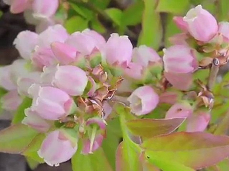 River's Edge community in Brampton, Ontario (Punjabi Translation)