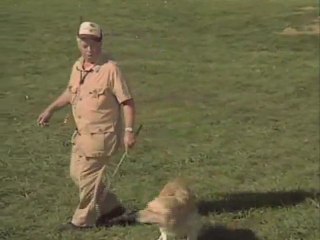 AV KÖPEĞİ EĞİTİM VİDEOSU9 Durustavci.com