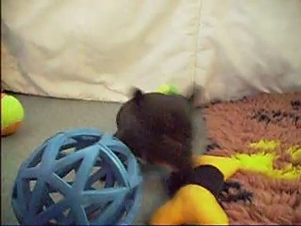 Premiers jeux (4 semaines)