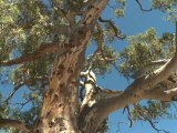Australian Shiraz and Terroir:  Sipping Soil and Tasting Trees