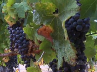 Cabernet Sauvignon:  A Piece of Heaven…For a Good Price