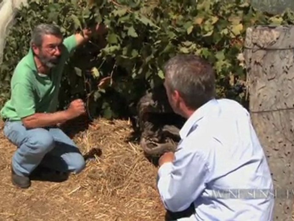 Australian Shiraz:  The Flavor of Eden Valley