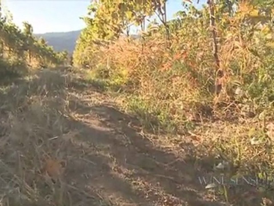 Why You Should Buy BC