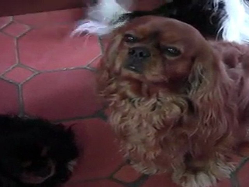 video (1)