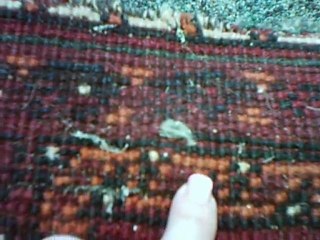 There are 2 differnt moths that eat wool rugs!!!