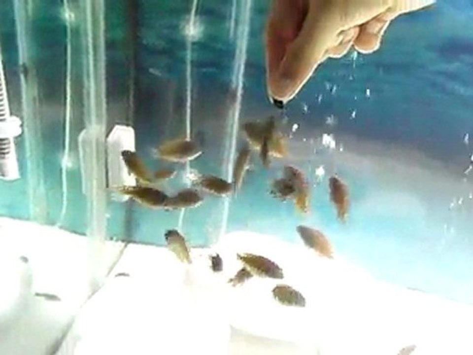 Tropheus İlangi Yavru