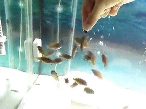 Tropheus İlangi Yavru