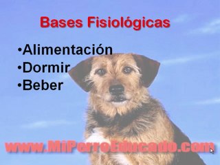 Como Enseñar A Un Perro A Ir Al Baño