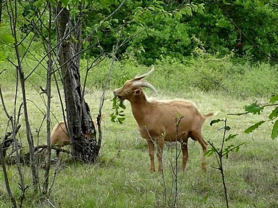 Un jeune bouc tente de manger les feuilles d'un cerisier