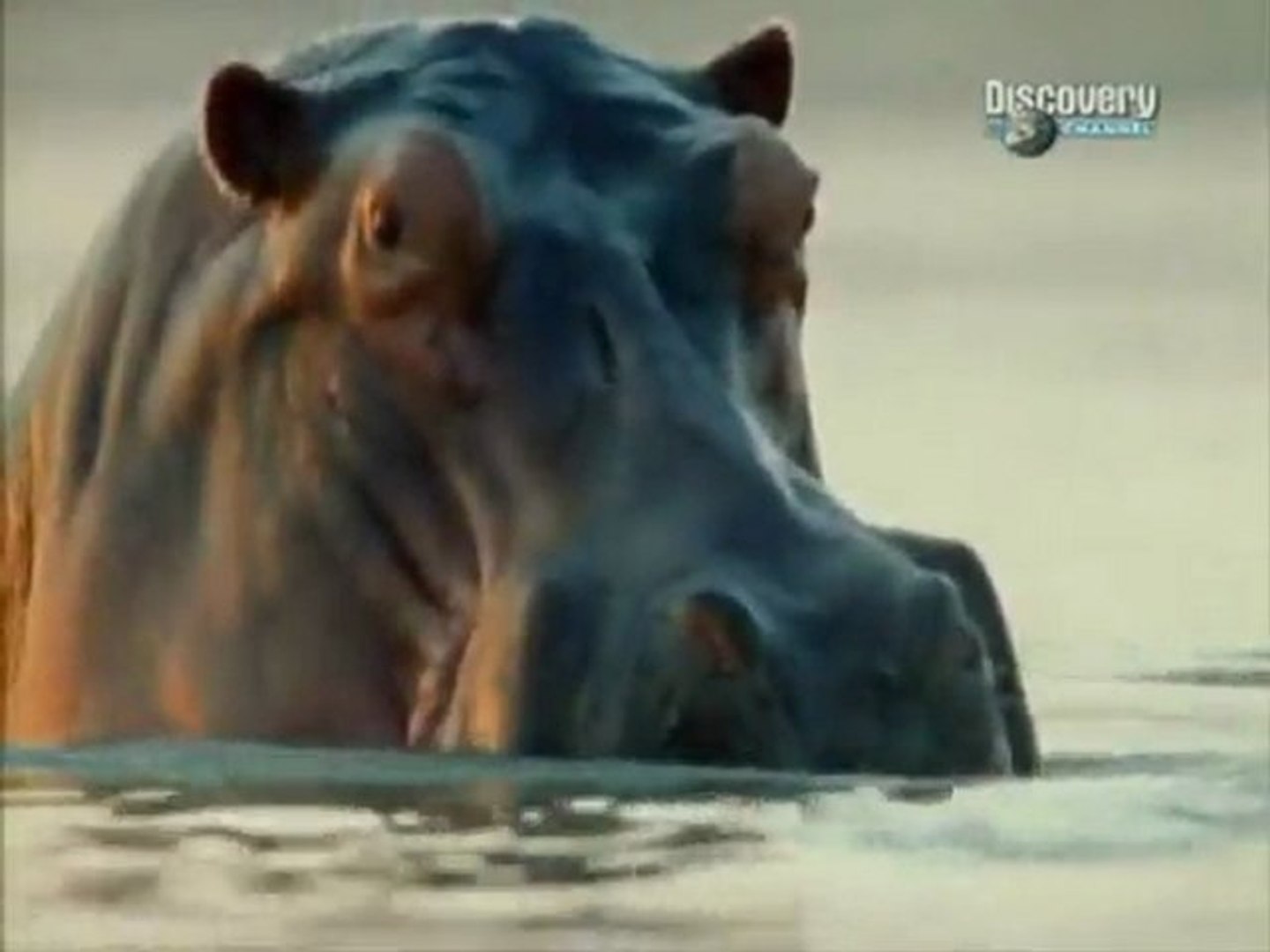 Duelo animal.3/5. Hipopótamo vs Tiburón toro.exploradoresdelcineonline