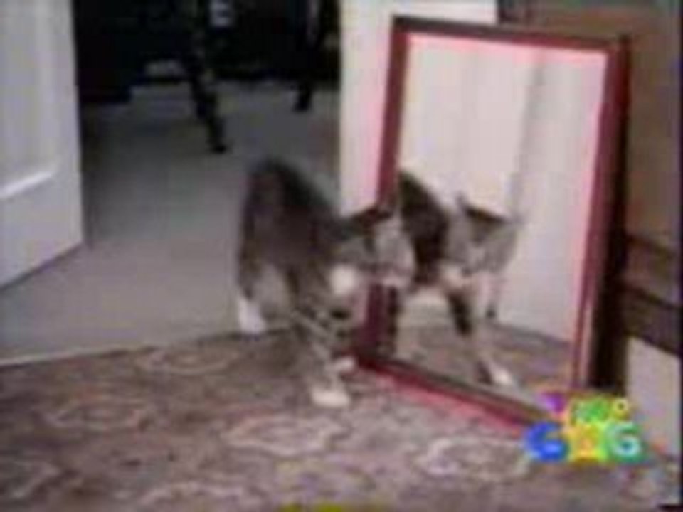 un chat et un miroir