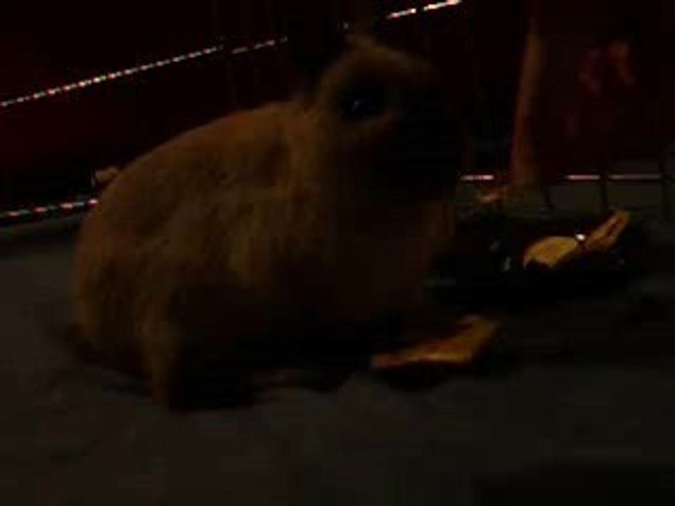 Kaninchen Pippin beim Futtern