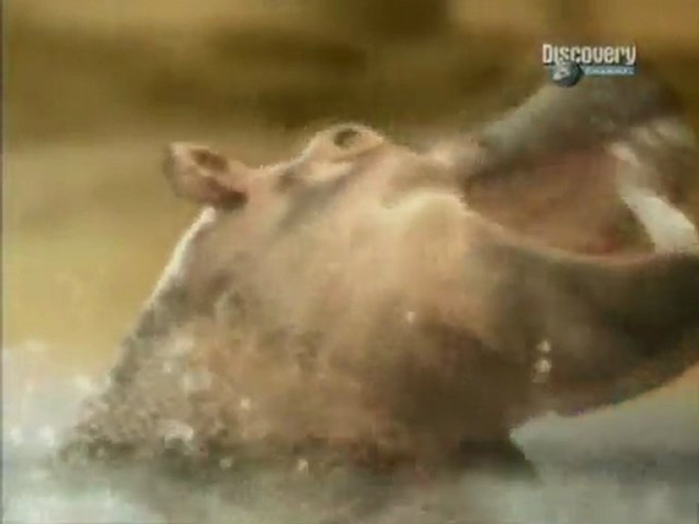Duelo animal.5/5. Hipopotamo vs Tiburón toro.exploradoresdelcineonline