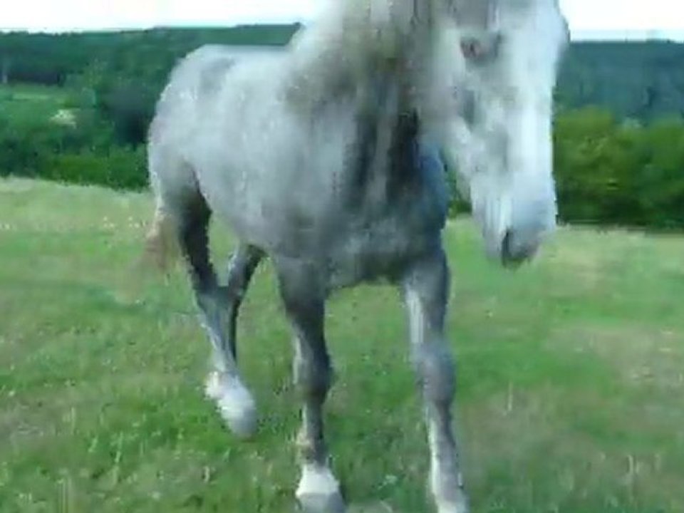 Anémone pouliche percheronne