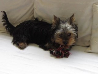 Gin Fizz joue sur le canapé