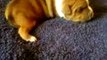 Gentleman Zubro Chiot staffordshire bull terrier (staffie)