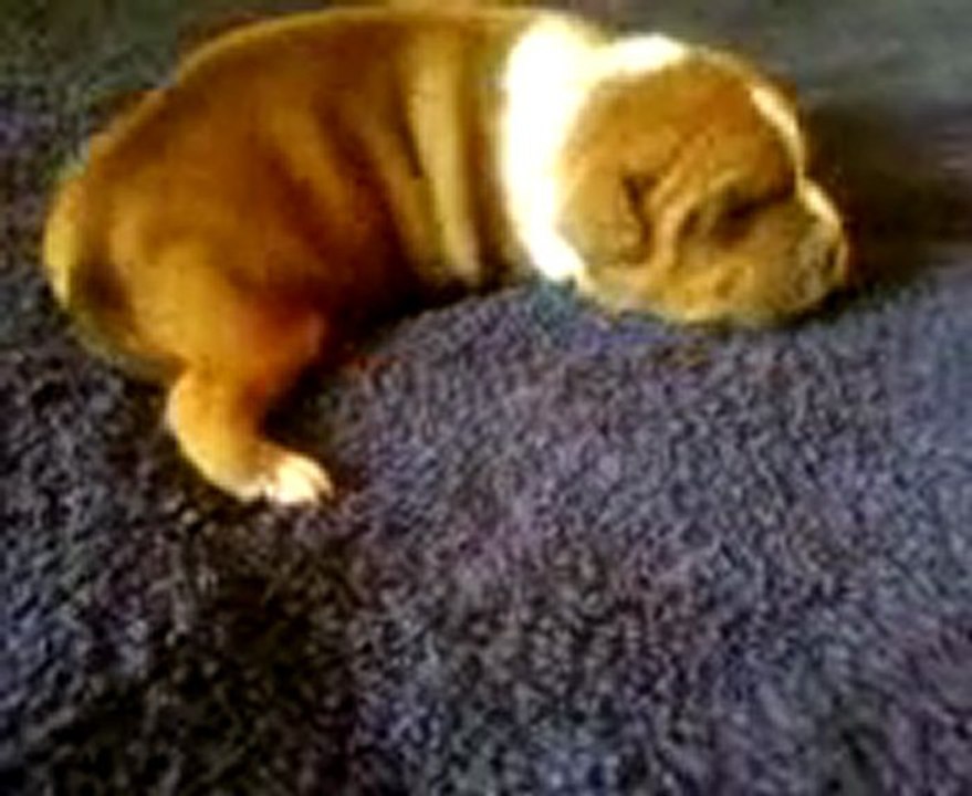 Gentleman Zubro Chiot staffordshire bull terrier (staffie)