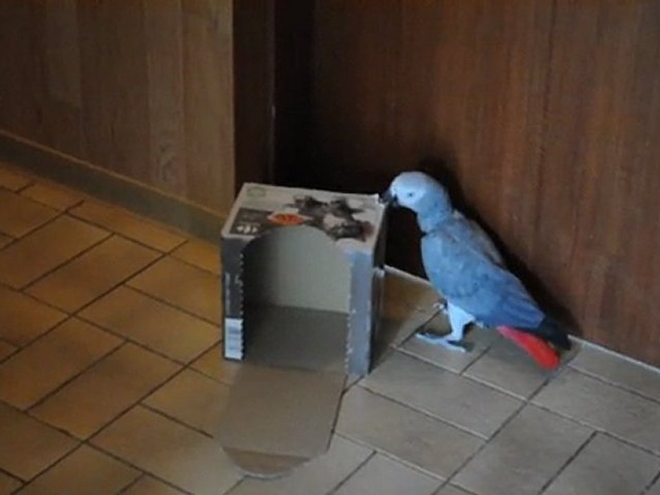 Tsuki et la boite en carton