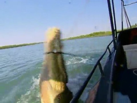 L'invasion des crocodiles