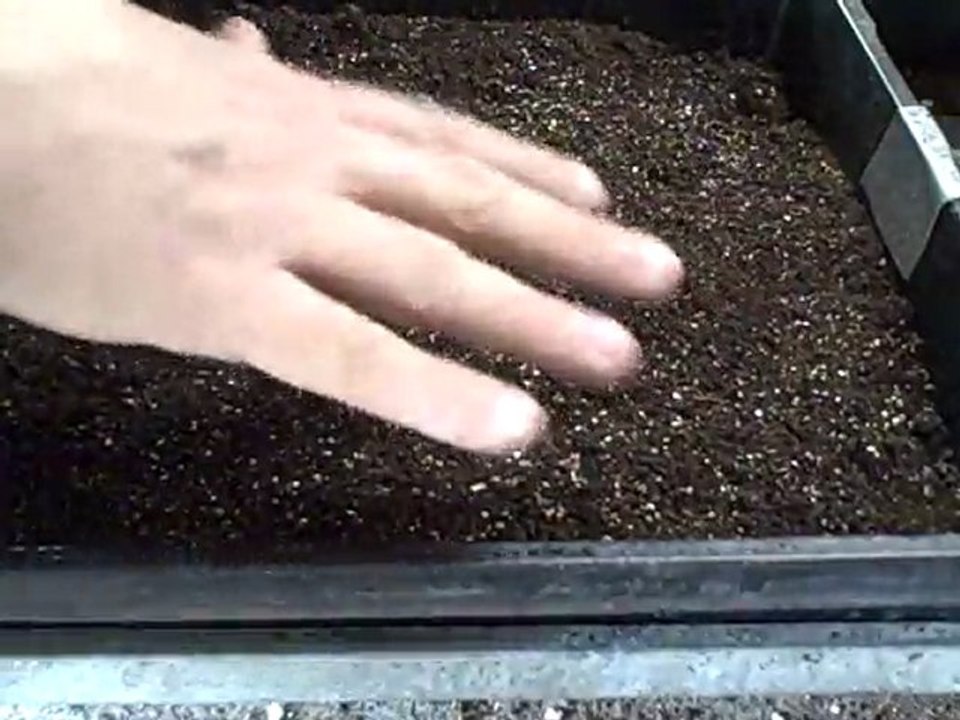 Planting Hard to Please Vinca Flowers from Seed