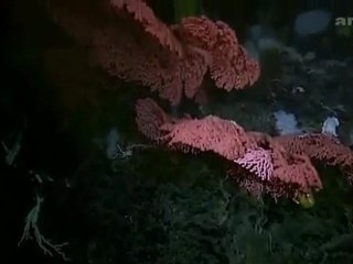 Planète Terre - 10l11 - Les fonds marins