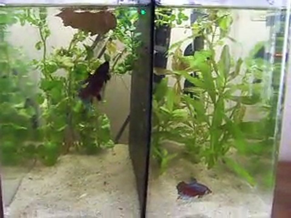 video bettas 2 001