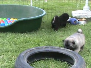 Découverte du jardin 2