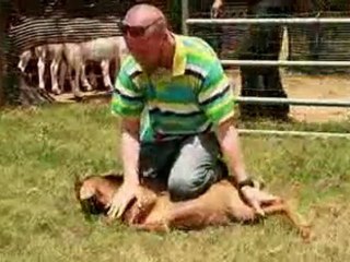 2) Miséricorde de l’abattage islamique ! SoubhannAllah!!!