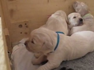 Mister Sky, chiot golden retriever 2 semaines