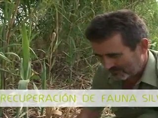 Agentes de Protección de la Naturaleza - Guardas Forestales_AVI