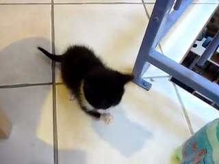 Pingu fini de manger