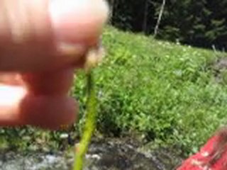 Le jardin d'Emilie -44