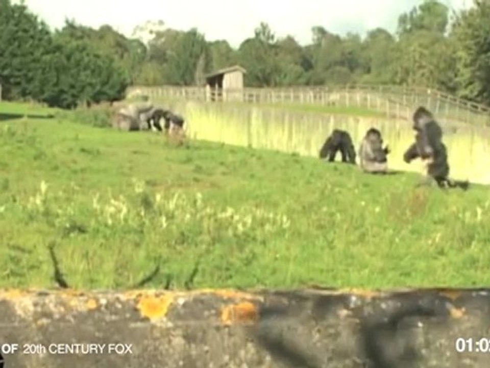 Primate Behavior Reference: Gorilla Walks Upright