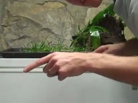 How to do a Planted Aquascape. $40 worth of plants in a ...