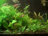 Do you need CO2 in a dirt substrate planted tank?