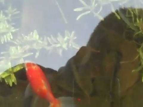 Goldfish out in back pond in winter. Doing just find.