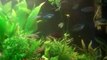 Using CO2 in the planted tank. CO2 is the great but you ...