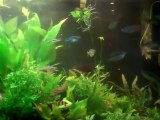 Using CO2 in the planted tank. CO2 is the great but you ...