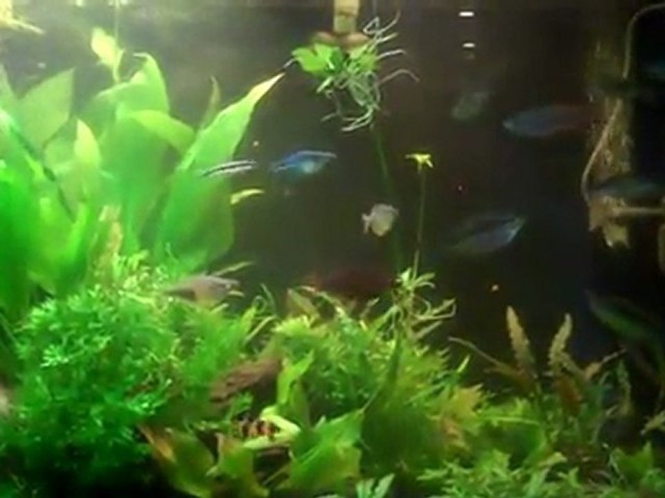 Using CO2 in the planted tank. CO2 is the great but you ...