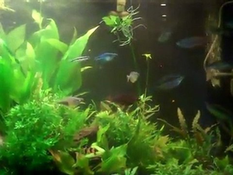 Using CO2 in the planted tank. CO2 is the great but you ...