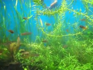 Substrate is the most important part of a planted tank.