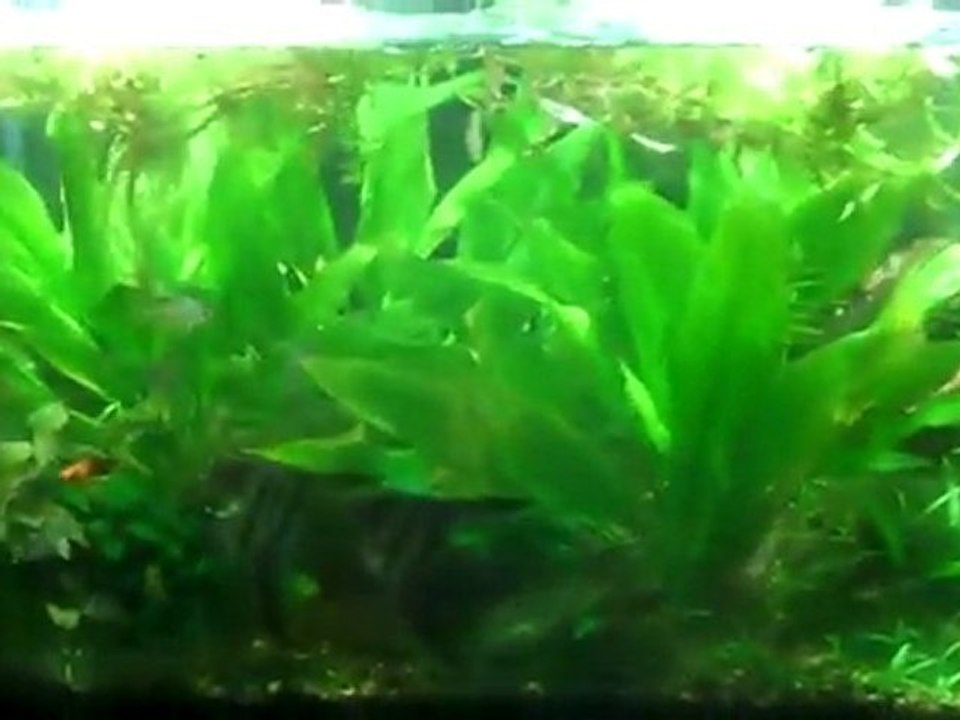 125 planted tank running hightech. (high lights, no ...