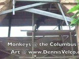 Columbus Zoo Monkeys Yacking Away