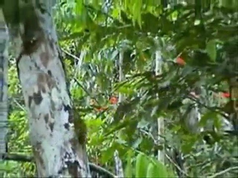 Viajando por el Amazonas - Reg. Amazonas y Loreto